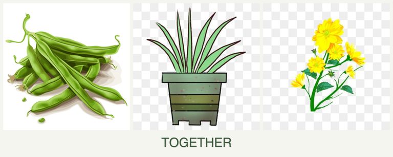 Can you plant beans, lemongrass and calendula together?