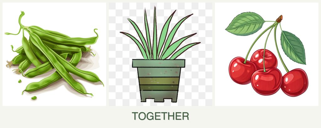 Can you plant beans, lemongrass and cherries together?