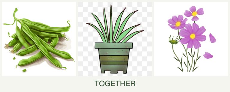 Can you plant beans, lemongrass and cosmos together?
