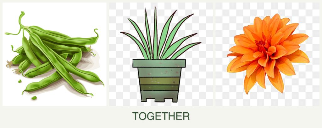 Can you plant beans, lemongrass and dahlias together?