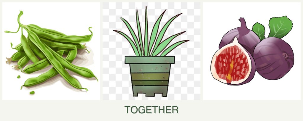 Can you plant beans, lemongrass and figs together?