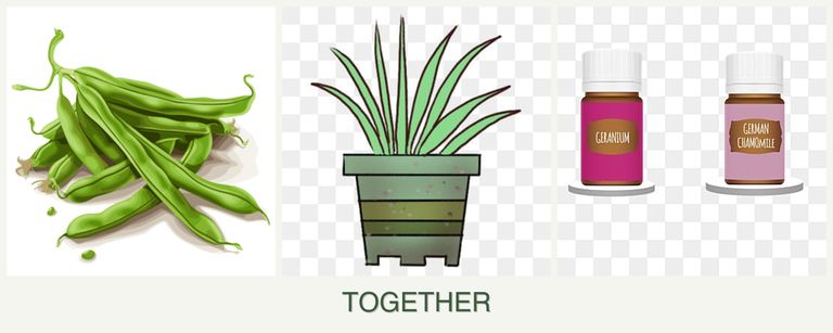 Can you plant beans, lemongrass and geraniums together?