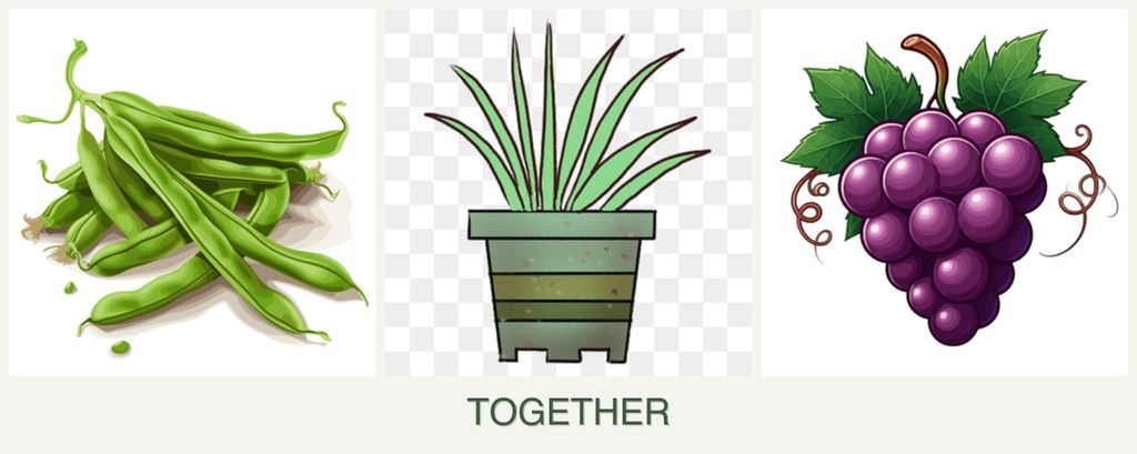 Can you plant beans, lemongrass and grapes together?