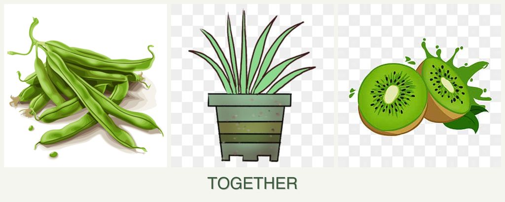 Can you plant beans, lemongrass and kiwi together?