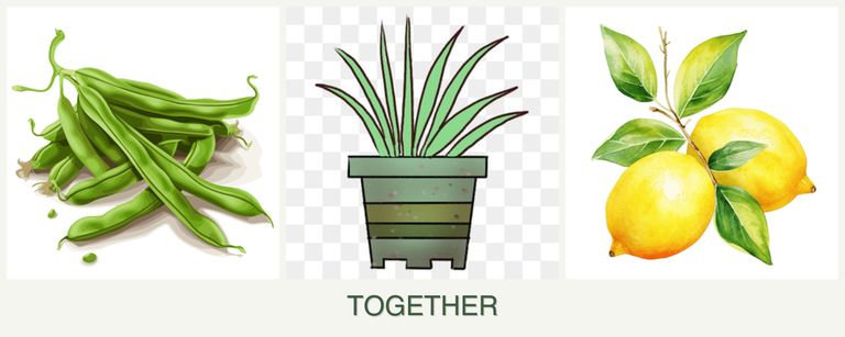 Can you plant beans, lemongrass and lemons together?