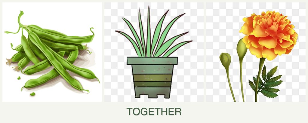 Can you plant beans, lemongrass and marigolds together?