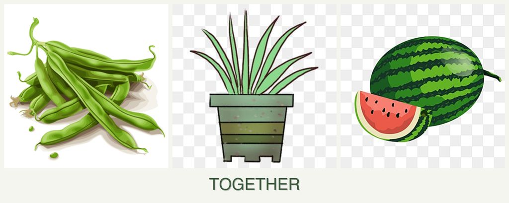 Can you plant beans, lemongrass and melons together?