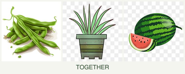Can you plant beans, lemongrass and melons together?