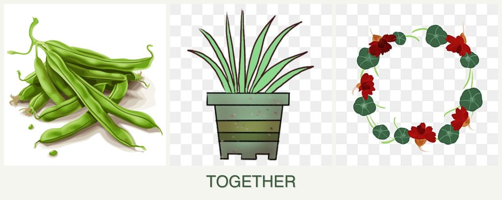 Can you plant beans, lemongrass and nasturtiums together?