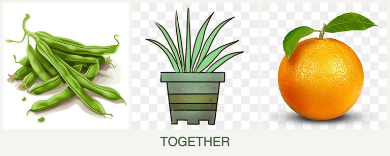 Can you plant beans, lemongrass and oranges together?
