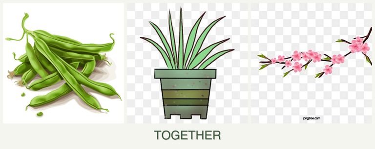 Can you plant beans, lemongrass and peaches together?