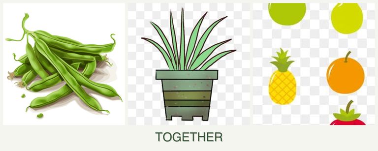 Can you plant beans, lemongrass and pears together?
