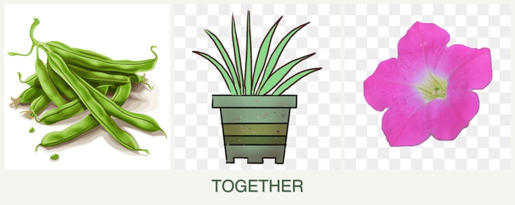Can you plant beans, lemongrass and petunias together?