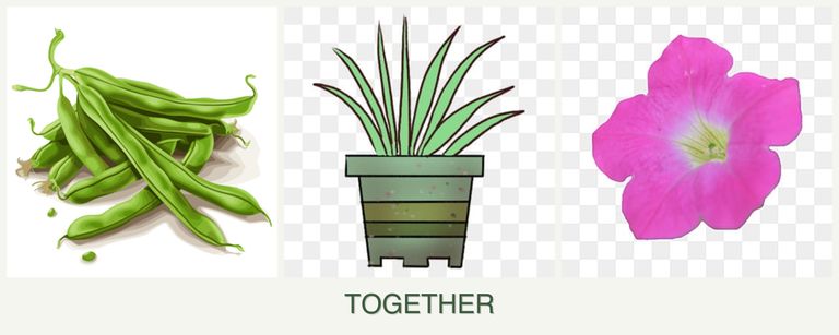 Can you plant beans, lemongrass and petunias together?