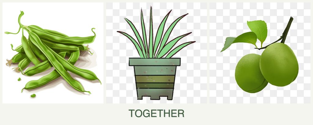 Can you plant beans, lemongrass and plums together?