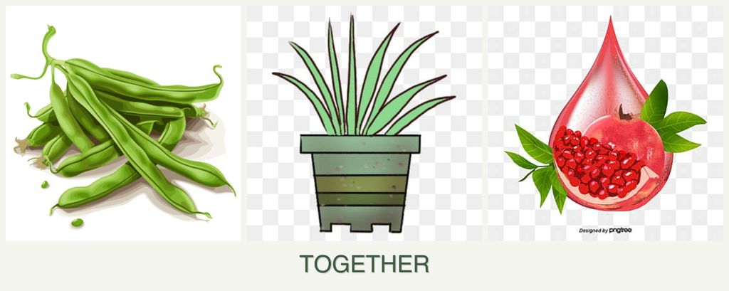 Can you plant beans, lemongrass and pomegranates together?