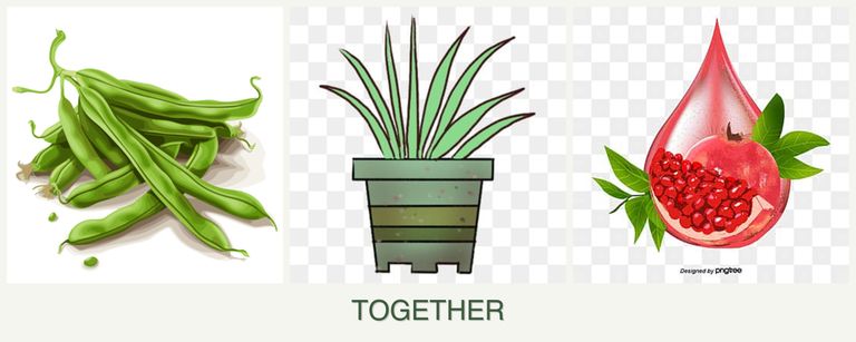 Can you plant beans, lemongrass and pomegranates together?