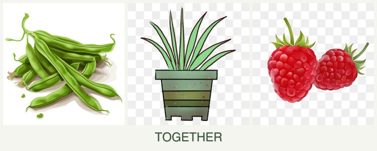 Can you plant beans, lemongrass and raspberries together?