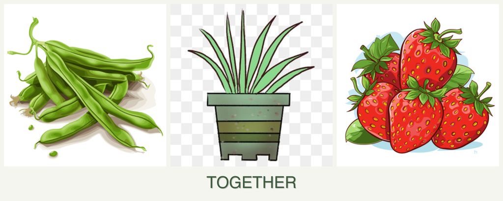 Can you plant beans, lemongrass and strawberries together?