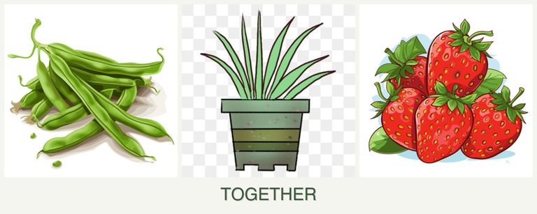 Can you plant beans, lemongrass and strawberries together?