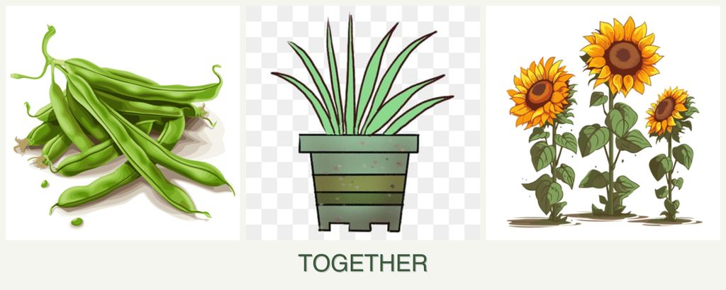 Can you plant beans, lemongrass and sunflowers together?
