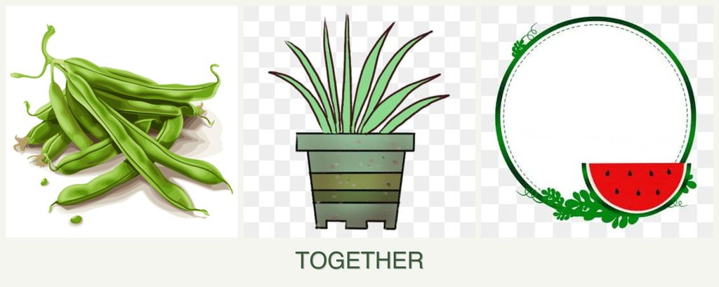 Can you plant beans, lemongrass and watermelons together?