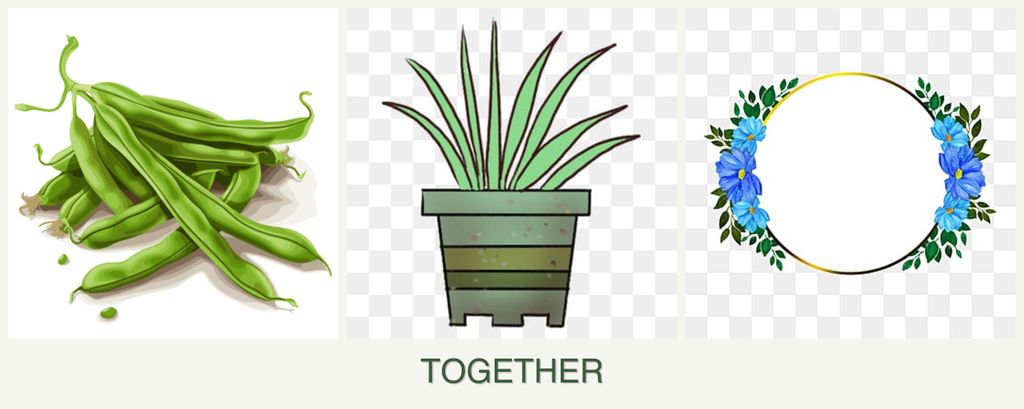 Can you plant beans, lemongrass and zinnias together?