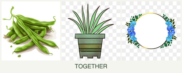 Can you plant beans, lemongrass and zinnias together?
