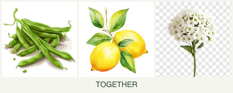 Can you plant beans, lemons and alyssum together?