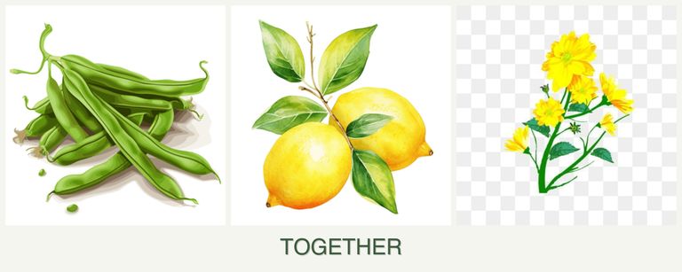 Can you plant beans, lemons and calendula together?