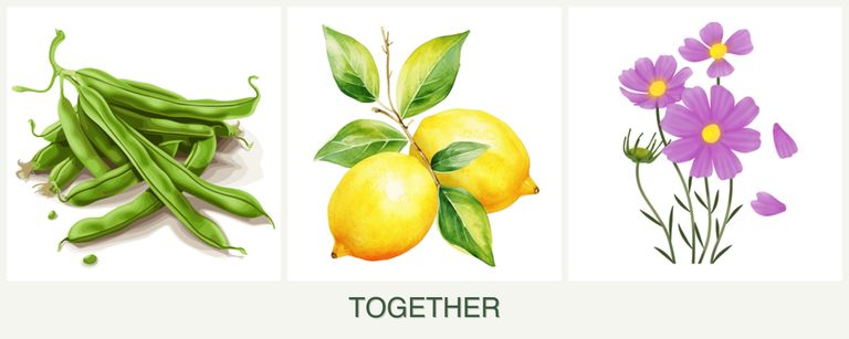 Can you plant beans, lemons and cosmos together?
