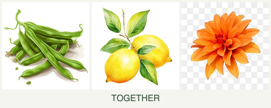 Can you plant beans, lemons and dahlias together?