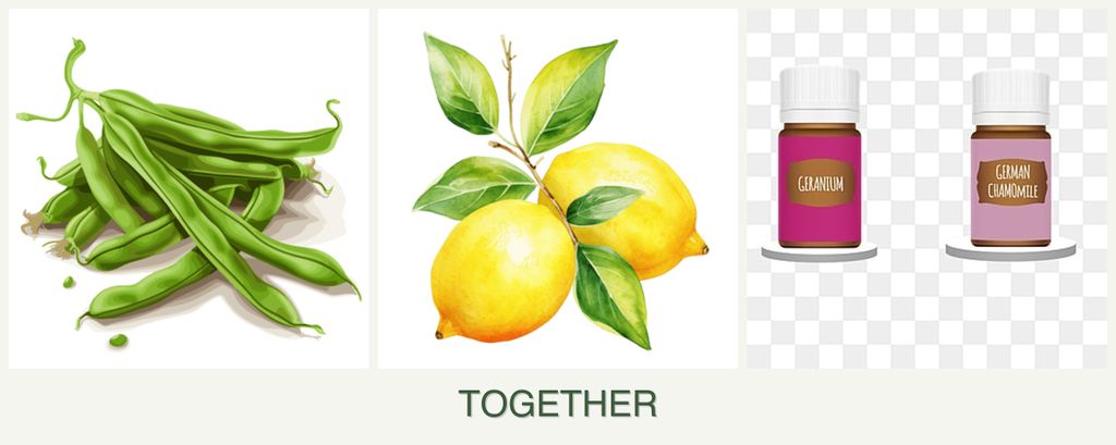 Can you plant beans, lemons and geraniums together?