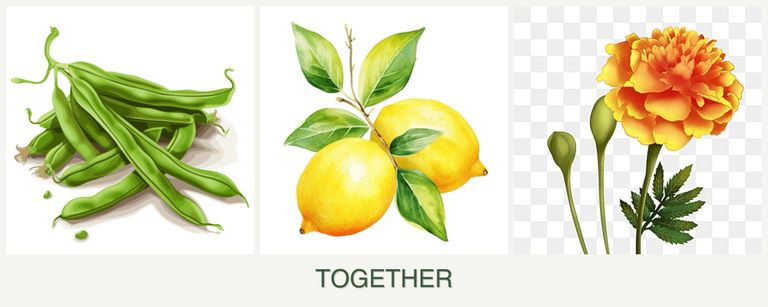 Can you plant beans, lemons and marigolds together?