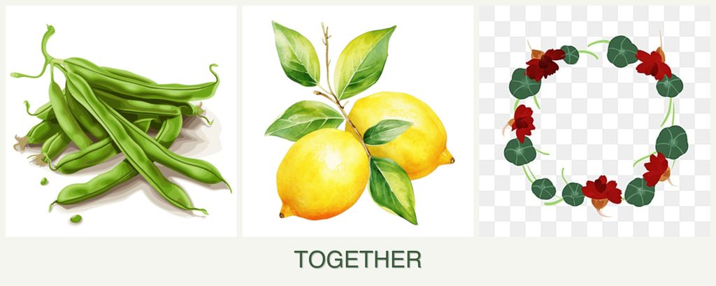 Can you plant beans, lemons and nasturtiums together?