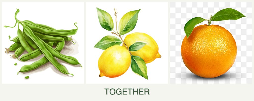 Can you plant beans, lemons and oranges together?