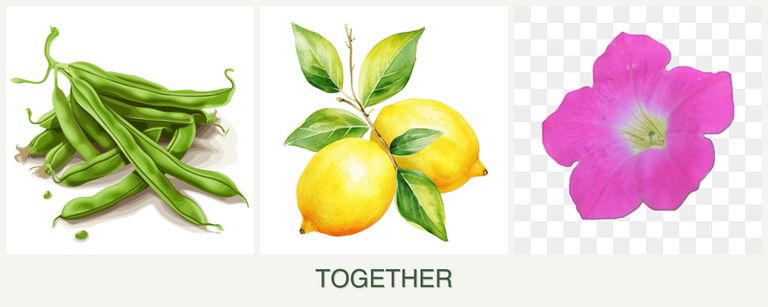 Can you plant beans, lemons and petunias together?