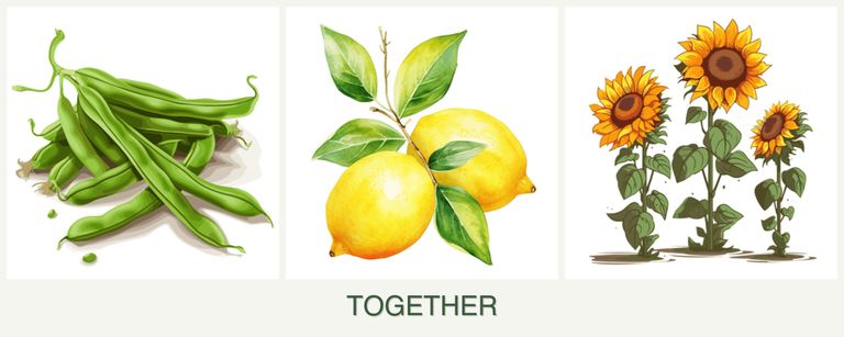 Can you plant beans, lemons and sunflowers together?