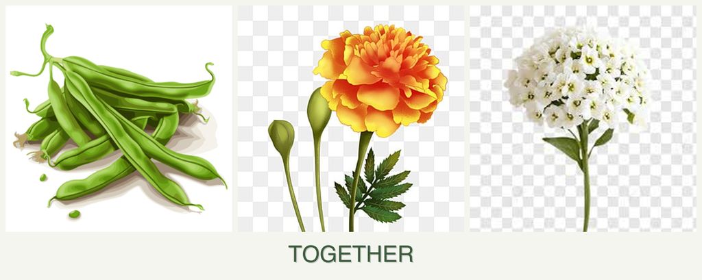 Can you plant beans, marigolds and alyssum together?