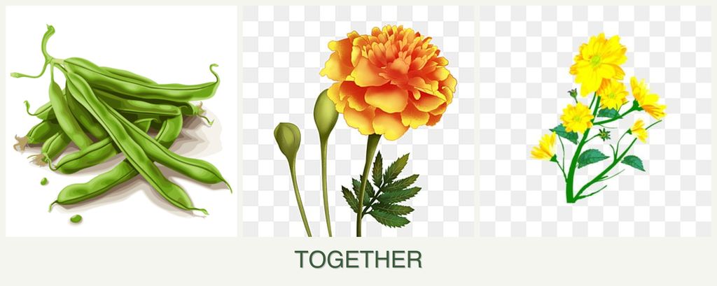 Can you plant beans, marigolds and calendula together?