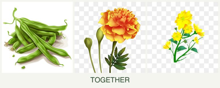 Can you plant beans, marigolds and calendula together?