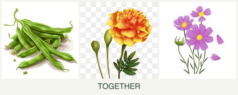 Can you plant beans, marigolds and cosmos together?