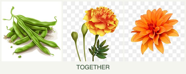 Can you plant beans, marigolds and dahlias together?