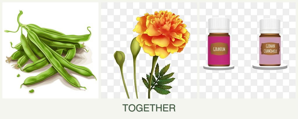 Can you plant beans, marigolds and geraniums together?