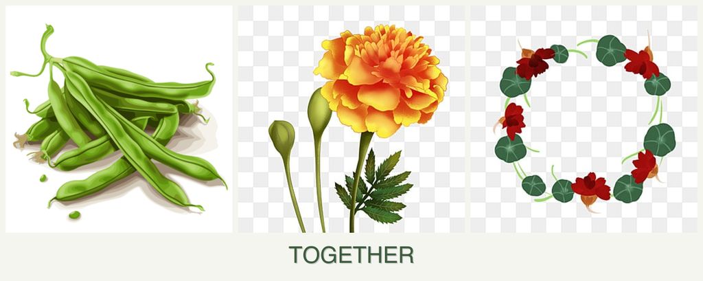Can you plant beans, marigolds and nasturtiums together?