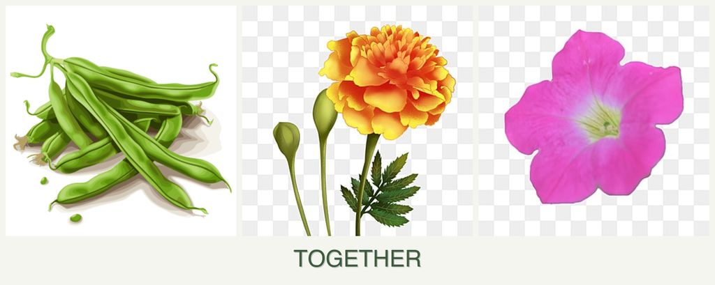 Can you plant beans, marigolds and petunias together?