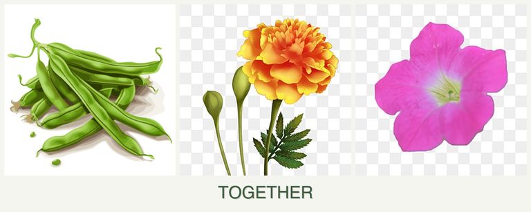 Can you plant beans, marigolds and petunias together?