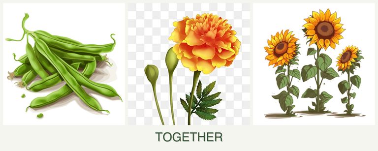 Can you plant beans, marigolds and sunflowers together?