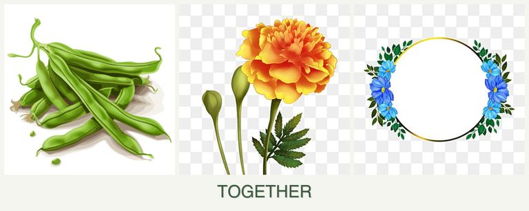 Can you plant beans, marigolds and zinnias together?