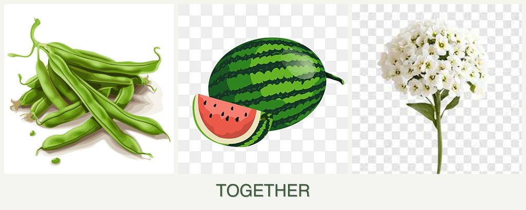 Can you plant beans, melons and alyssum together?